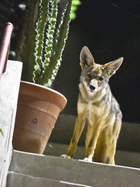 How to get along with coyote neighbors