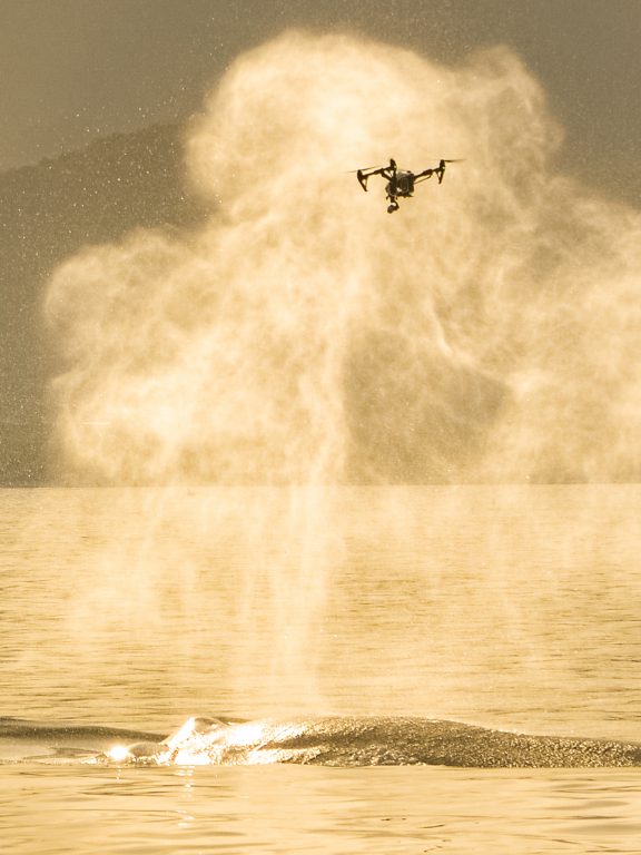 How Drones Help Protect Wildlife