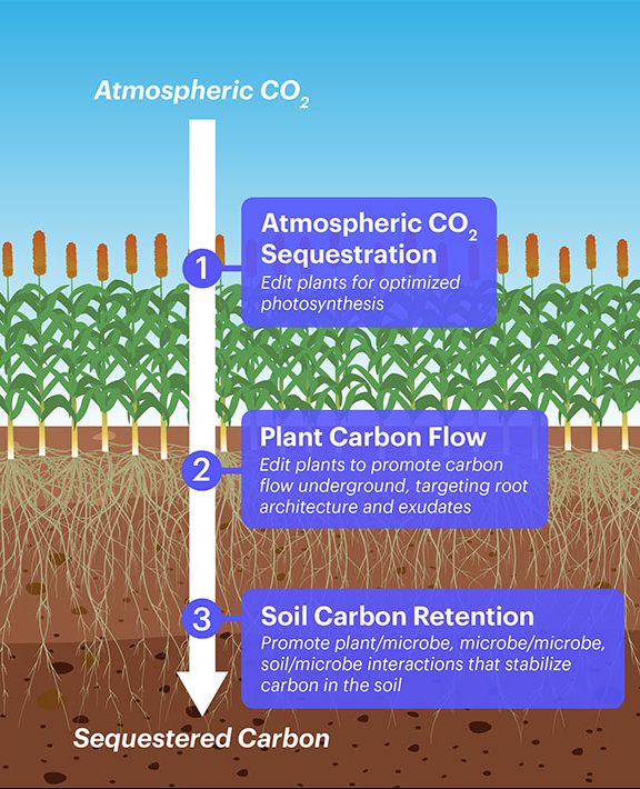 Plants vs climate change